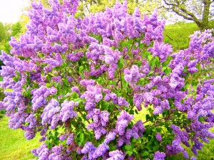 Blooming Lilacs Lilacs