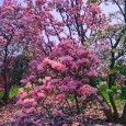 Another Lilac Festival has come and gone.  We were fortunate enough to go the first day when the weather was perfect and the crowds were light.  The lilacs weren’t in full bloom yet this<div class="blog-buttons"><a href="http://johnkinane.com/2011-lilac-festival-in-rochester-ny/" class="more-link">Read More</a></div>