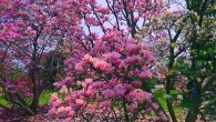 Magnolias Magnolias