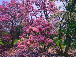 Magnolias Magnolias